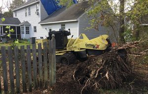 remove tree roots