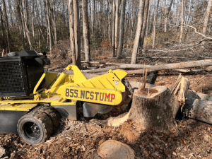 Professional Stump Removal