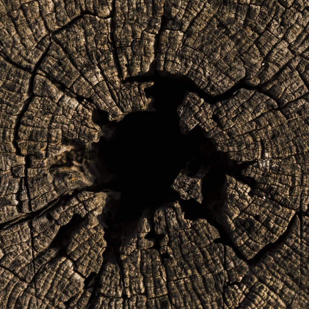Tree Stump Removal: Why Ignoring It Is Costing You 1 tree stump removal